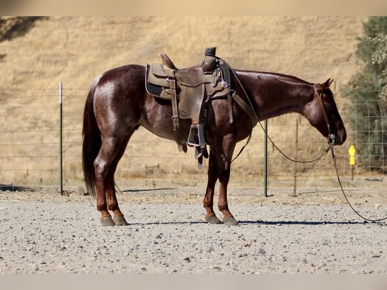 American Quarter Horse Castrone 6 Anni 142 cm Roano rosso in Paicines, CA