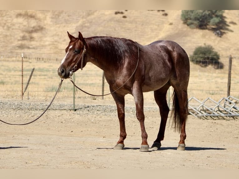 American Quarter Horse Castrone 6 Anni 142 cm Roano rosso in Paicines, CA