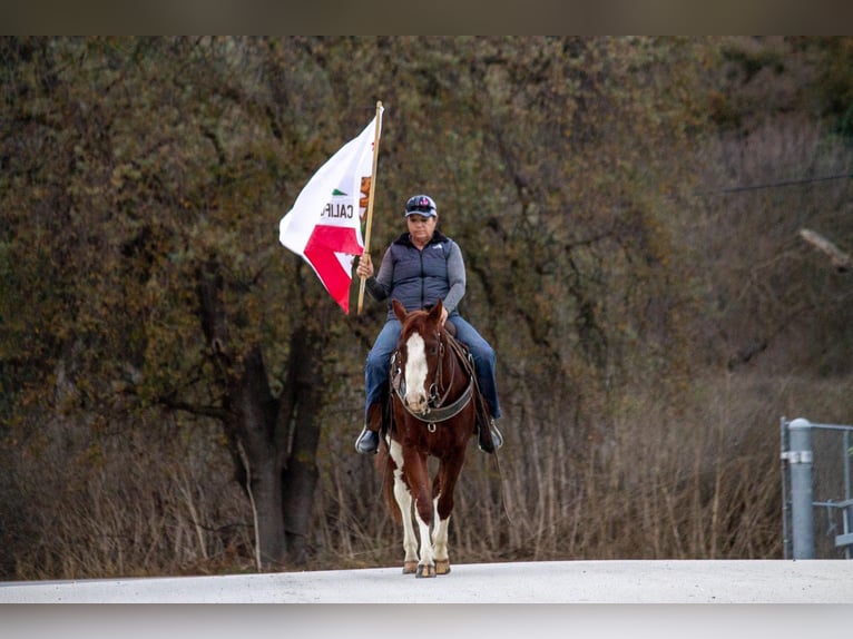 American Quarter Horse Castrone 6 Anni 142 cm Roano rosso in Paicines, CA