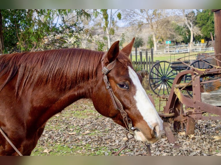 American Quarter Horse Castrone 6 Anni 142 cm Roano rosso in Paicines, CA