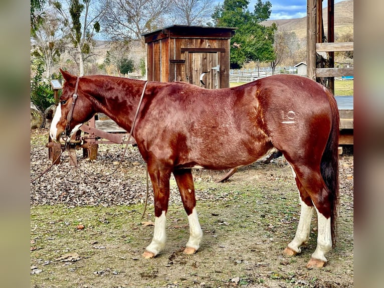 American Quarter Horse Castrone 6 Anni 142 cm Roano rosso in Paicines, CA