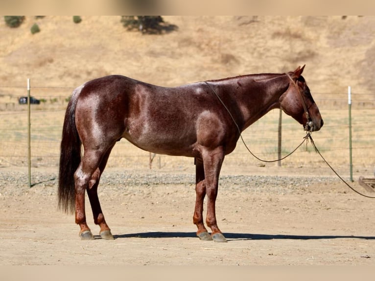 American Quarter Horse Castrone 6 Anni 142 cm Roano rosso in Paicines, CA