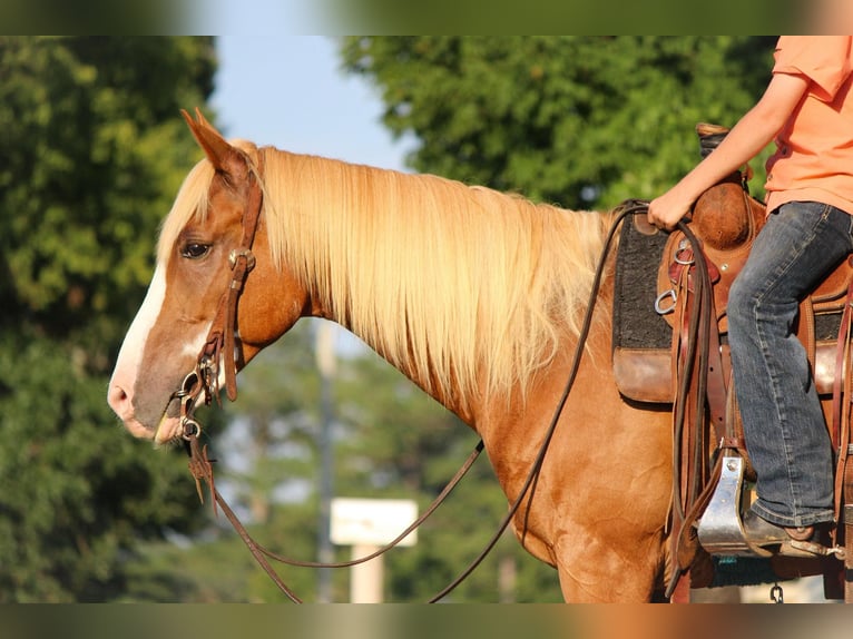 American Quarter Horse Castrone 6 Anni 142 cm Sauro ciliegia in Cleveland TN