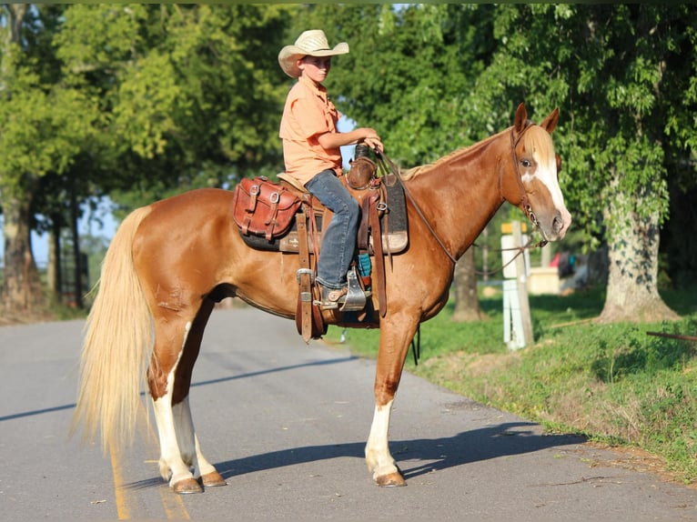 American Quarter Horse Castrone 6 Anni 142 cm Sauro ciliegia in Cleveland TN