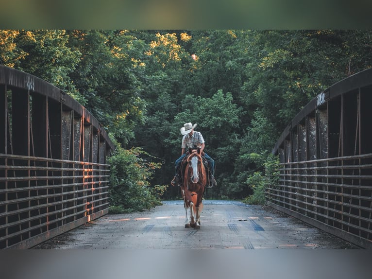 American Quarter Horse Castrone 6 Anni 142 cm Sauro ciliegia in Cleveland TN