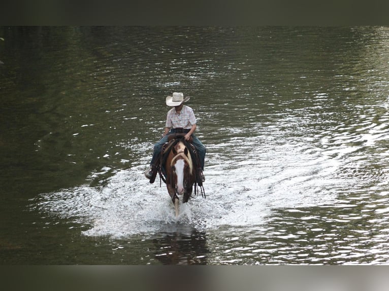 American Quarter Horse Castrone 6 Anni 142 cm Sauro ciliegia in Cleveland TN