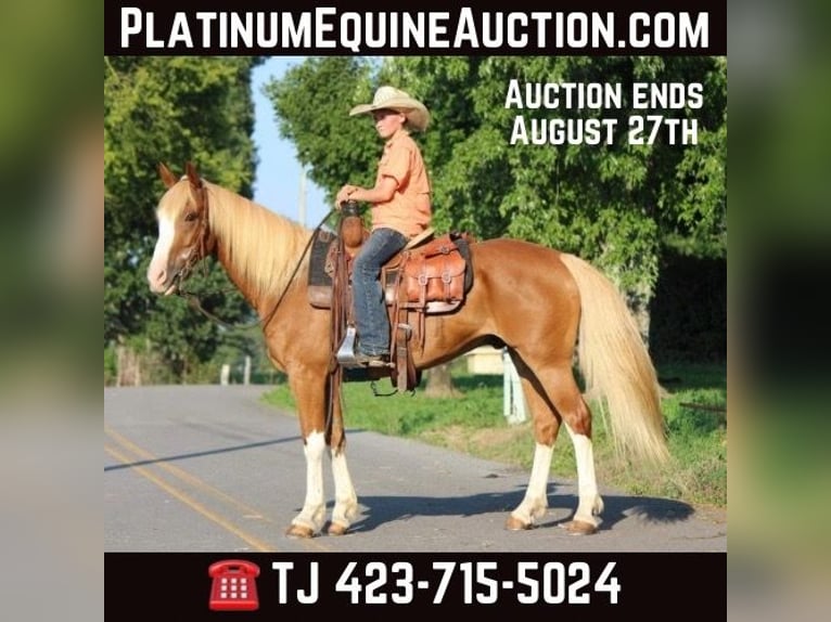 American Quarter Horse Castrone 6 Anni 142 cm Sauro ciliegia in Cleveland TN