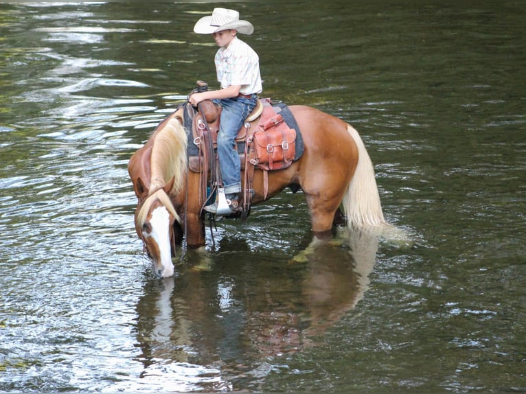 American Quarter Horse Castrone 6 Anni 142 cm Sauro ciliegia in Cleveland TN