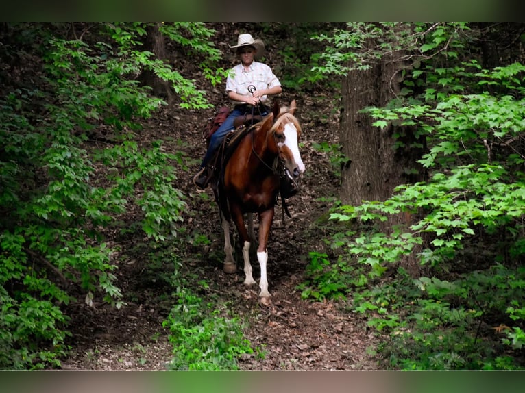 American Quarter Horse Castrone 6 Anni 142 cm Sauro ciliegia in Cleveland TN