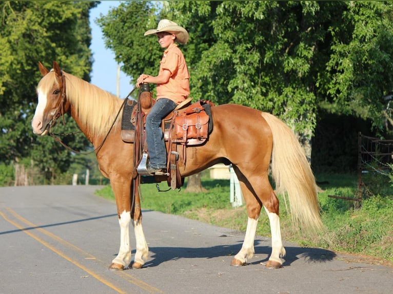 American Quarter Horse Castrone 6 Anni 142 cm Sauro ciliegia in Cleveland TN