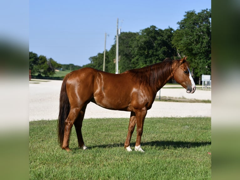 American Quarter Horse Castrone 6 Anni 142 cm Sauro ciliegia in Stephenville