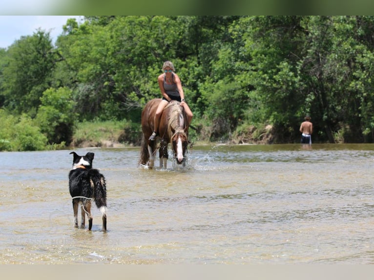 American Quarter Horse Castrone 6 Anni 142 cm Sauro ciliegia in Stephenville, TX