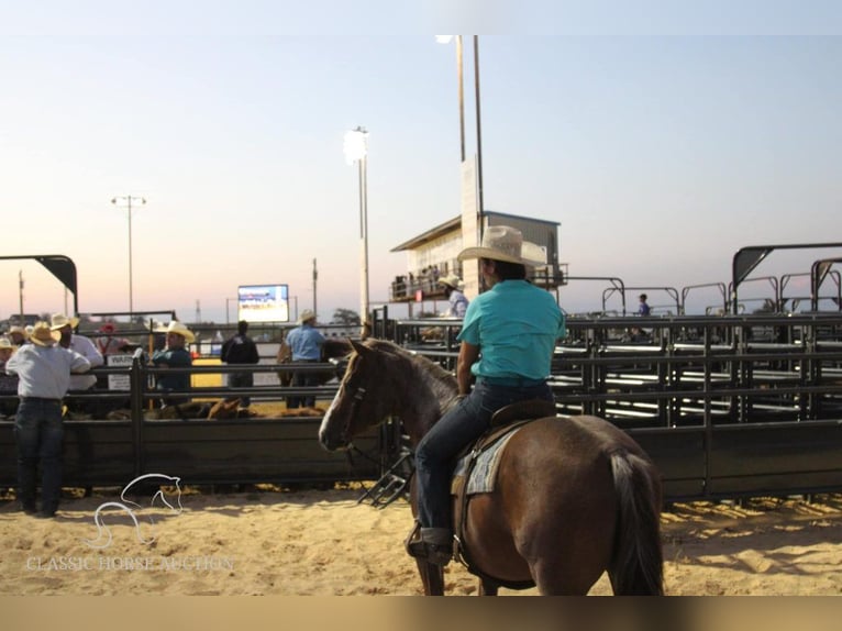 American Quarter Horse Castrone 6 Anni 142 cm Sauro ciliegia in Stephenville, TX