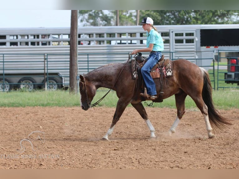 American Quarter Horse Castrone 6 Anni 142 cm Sauro ciliegia in Stephenville, TX