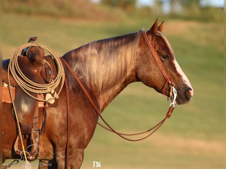 American Quarter Horse Castrone 6 Anni 142 cm Sauro ciliegia in Stephenville, TX