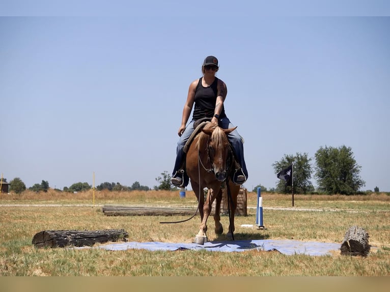 American Quarter Horse Castrone 6 Anni 142 cm Sauro scuro in Valley Srings CA