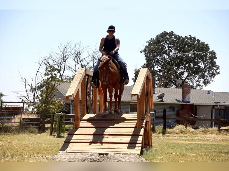 American Quarter Horse Castrone 6 Anni 142 cm Sauro scuro in Valley Srings CA