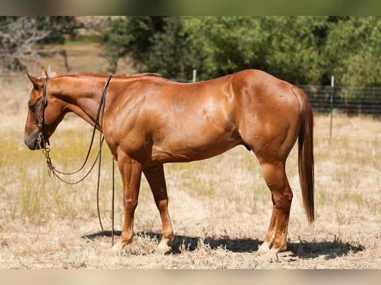 American Quarter Horse Castrone 6 Anni 142 cm Sauro scuro in Valley Srings CA