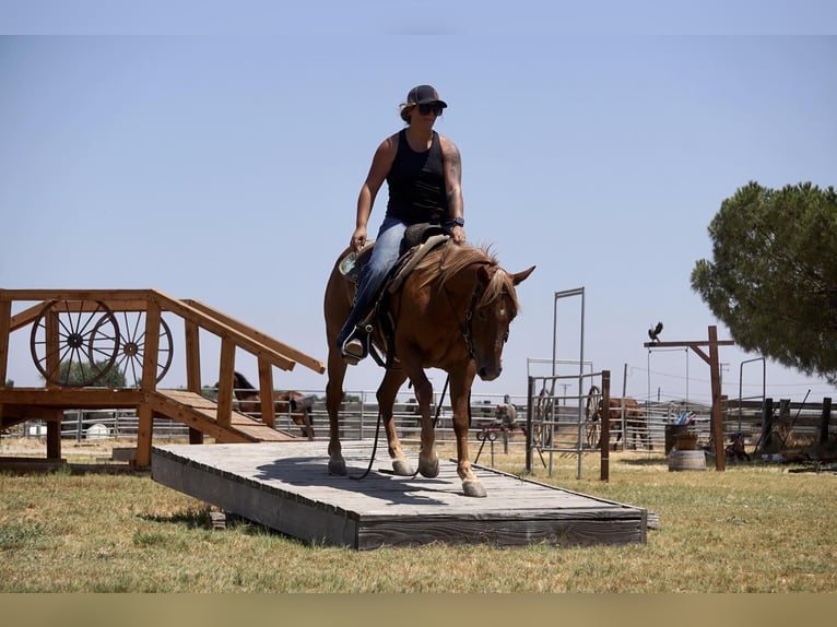 American Quarter Horse Castrone 6 Anni 142 cm Sauro scuro in Valley Srings CA