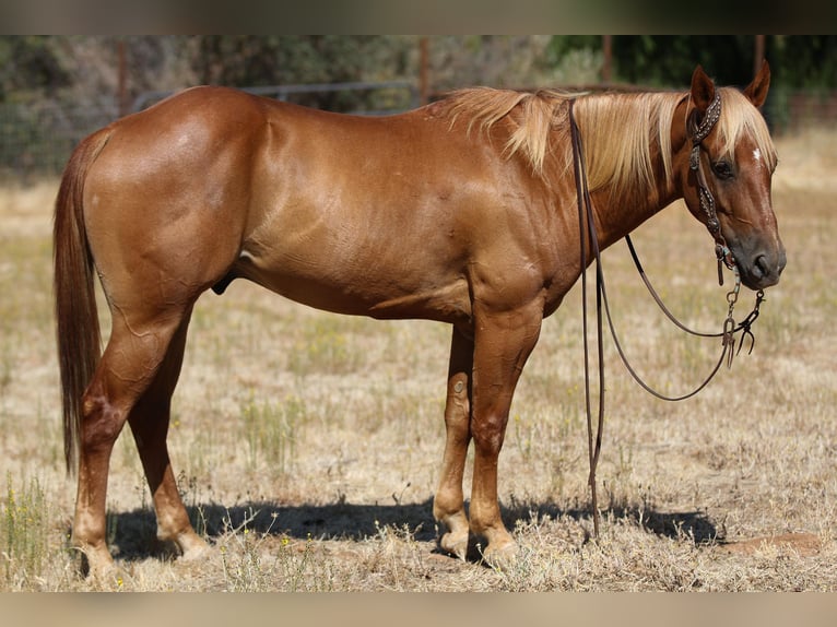 American Quarter Horse Castrone 6 Anni 142 cm Sauro scuro in Valley Srings CA