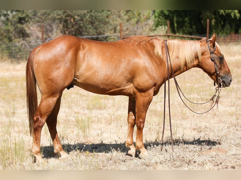 American Quarter Horse Castrone 6 Anni 142 cm Sauro scuro in Valley Srings CA