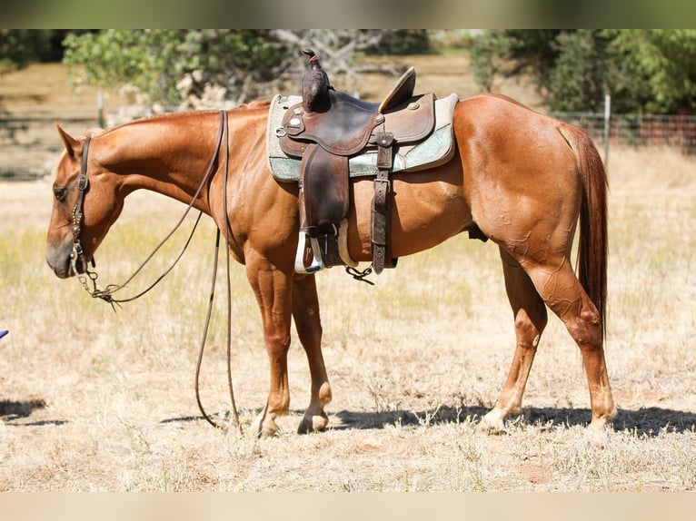 American Quarter Horse Castrone 6 Anni 142 cm Sauro scuro in Valley Srings CA