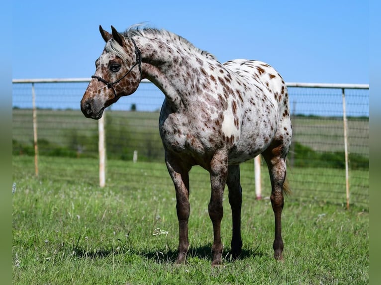 American Quarter Horse Castrone 6 Anni 142 cm Sauro scuro in cANTON tx