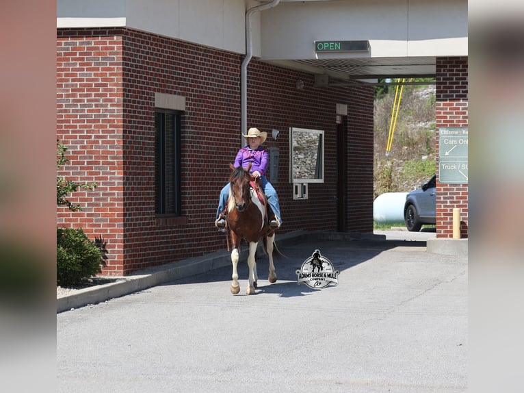 American Quarter Horse Castrone 6 Anni 142 cm Tobiano-tutti i colori in Mount Vernon