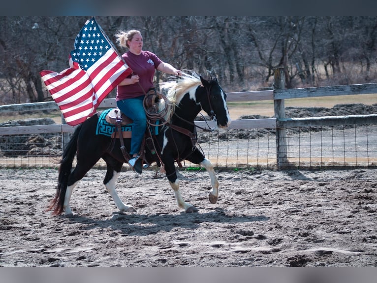 American Quarter Horse Castrone 6 Anni 142 cm Tobiano-tutti i colori in Dyersville IA