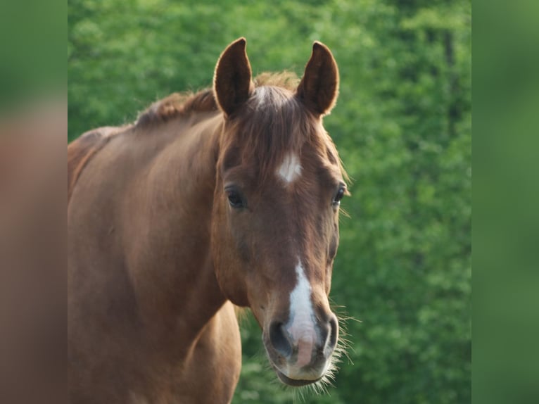 American Quarter Horse Castrone 6 Anni 144 cm Sauro in Alterkülz