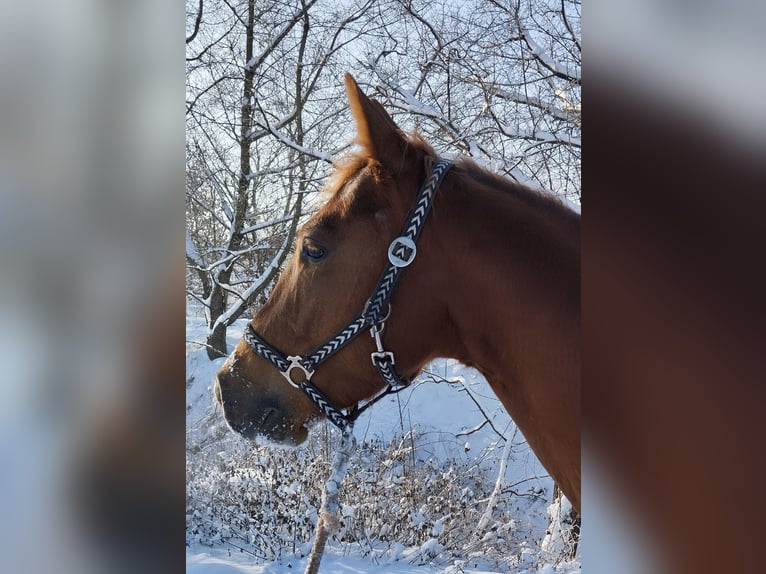 American Quarter Horse Castrone 6 Anni 144 cm Sauro in Erftstadt