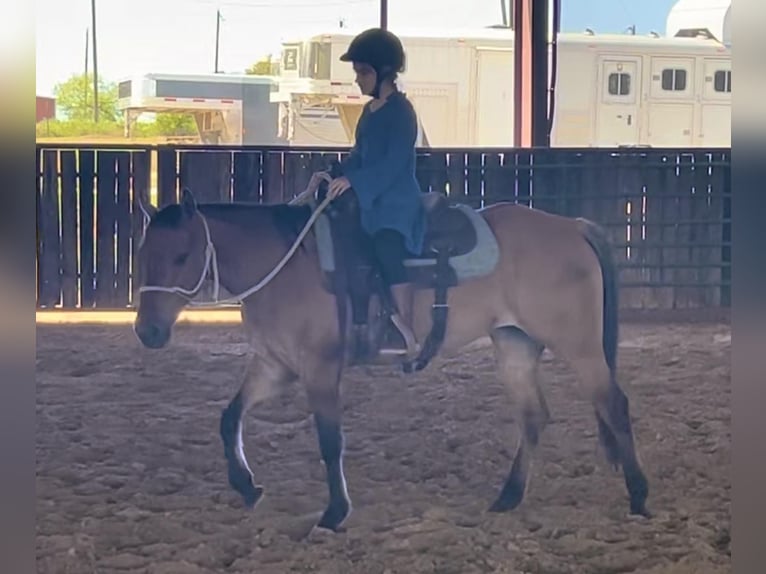 American Quarter Horse Castrone 6 Anni 145 cm Falbo in Weatherford TX