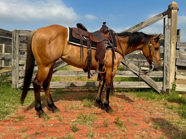 American Quarter Horse Castrone 6 Anni 145 cm Falbo in Weatherford TX