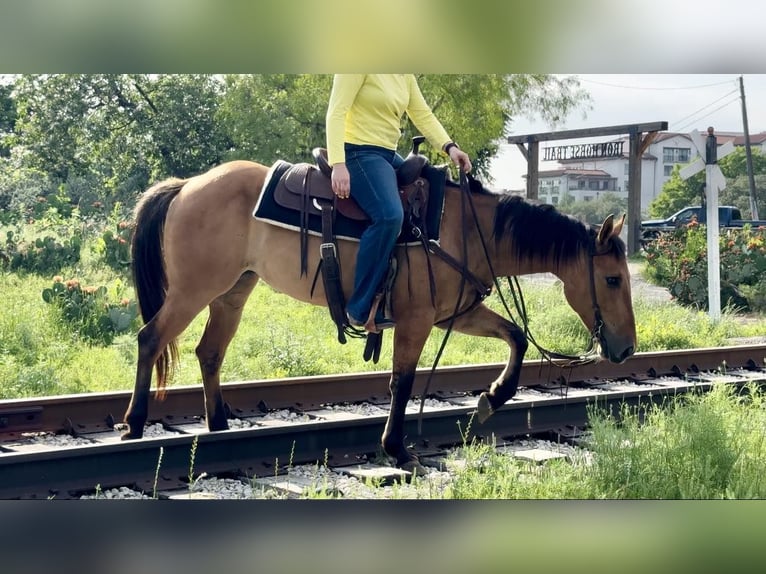 American Quarter Horse Castrone 6 Anni 145 cm Falbo in Weatherford TX