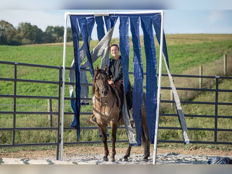 American Quarter Horse Castrone 6 Anni 145 cm Grullo in Millersburg, OH