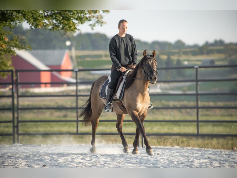 American Quarter Horse Castrone 6 Anni 145 cm Grullo in Millersburg, OH