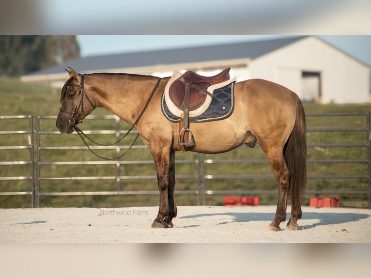 American Quarter Horse Castrone 6 Anni 145 cm Grullo in Millersburg, OH