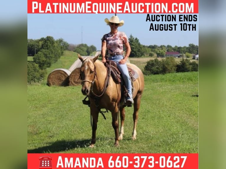 American Quarter Horse Castrone 6 Anni 145 cm Palomino in Princeton, MO
