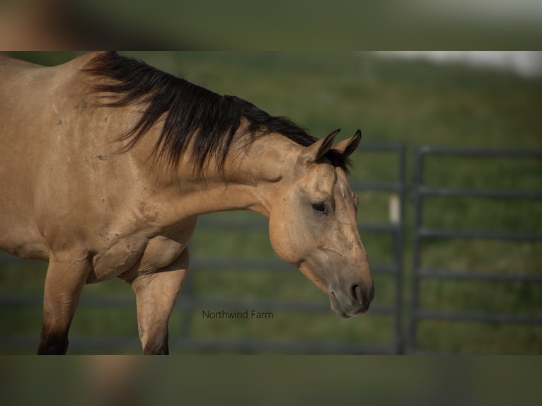 American Quarter Horse Castrone 6 Anni 145 cm Pelle di daino in Millersburg, OH