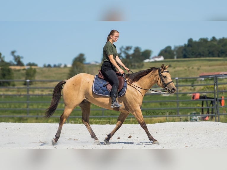 American Quarter Horse Castrone 6 Anni 145 cm Pelle di daino in Millersburg, OH