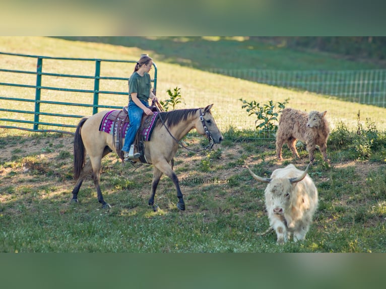 American Quarter Horse Castrone 6 Anni 145 cm Pelle di daino in Millersburg, OH