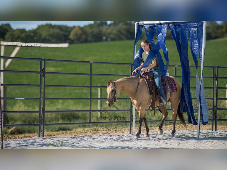 American Quarter Horse Castrone 6 Anni 145 cm Pelle di daino in Millersburg, OH