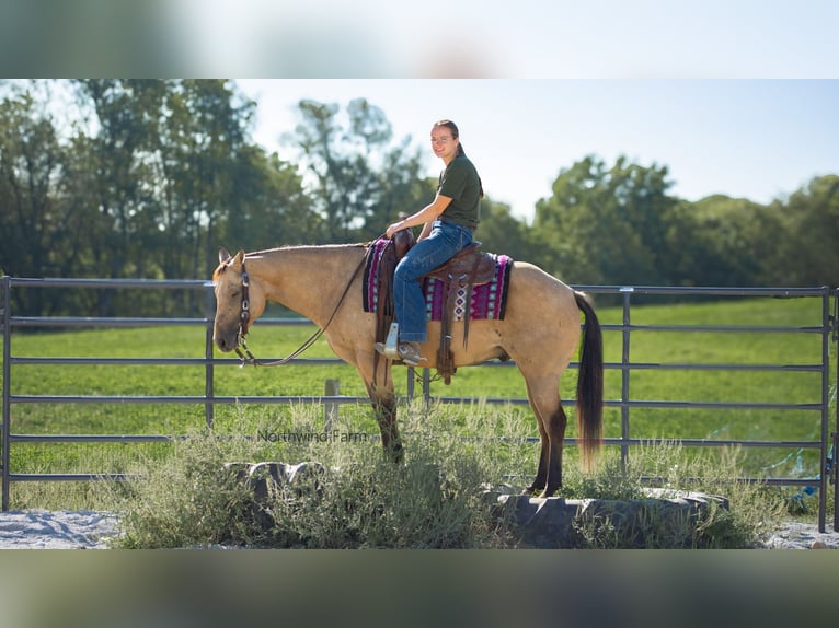 American Quarter Horse Castrone 6 Anni 145 cm Pelle di daino in Millersburg, OH