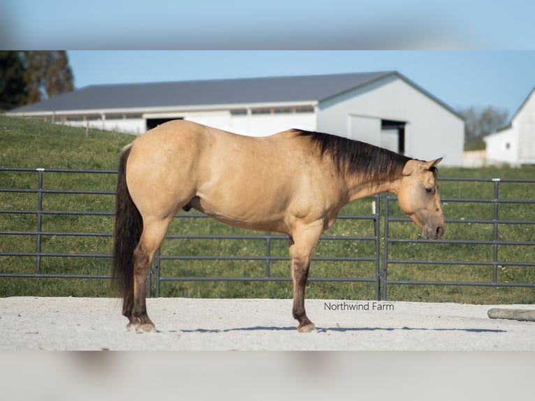 American Quarter Horse Castrone 6 Anni 145 cm Pelle di daino in Millersburg, OH