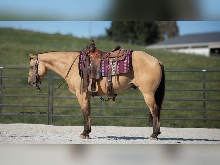 American Quarter Horse Castrone 6 Anni 145 cm Pelle di daino in Millersburg, OH