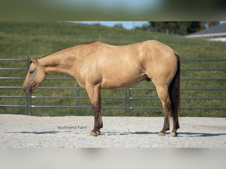 American Quarter Horse Castrone 6 Anni 145 cm Pelle di daino in Millersburg, OH