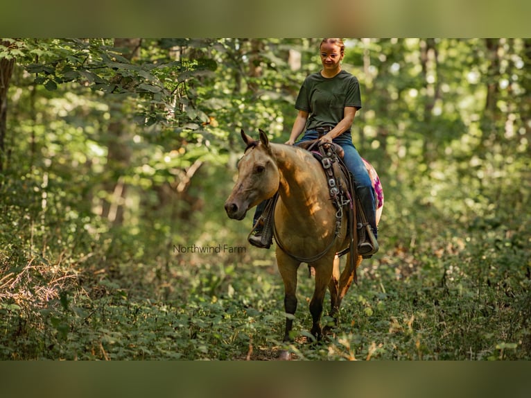 American Quarter Horse Castrone 6 Anni 145 cm Pelle di daino in Millersburg, OH