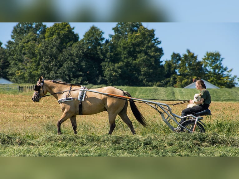 American Quarter Horse Castrone 6 Anni 145 cm Pelle di daino in Millersburg, OH