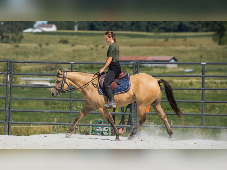 American Quarter Horse Castrone 6 Anni 145 cm Pelle di daino in Millersburg, OH