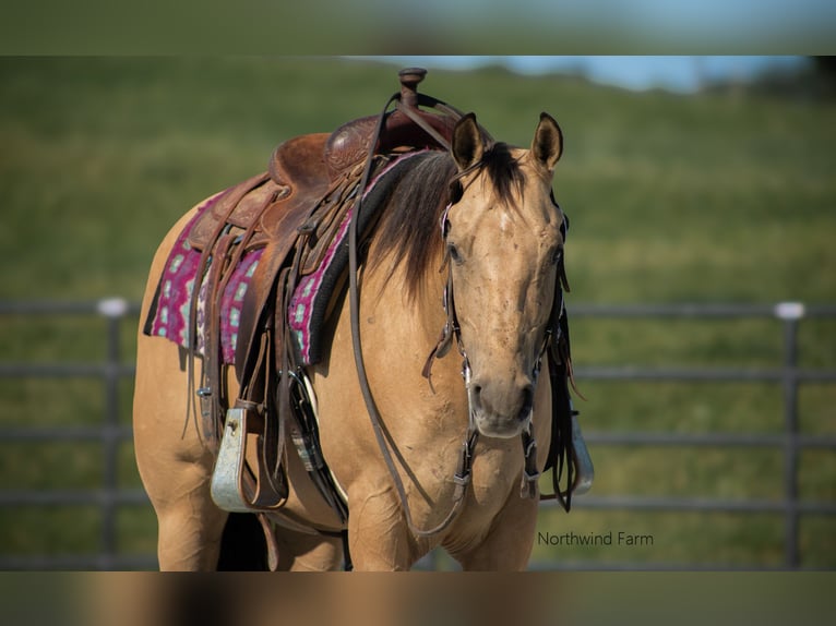 American Quarter Horse Castrone 6 Anni 145 cm Pelle di daino in Millersburg, OH